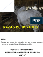 Caracteristicas Zootecnicas Ganado Bovino