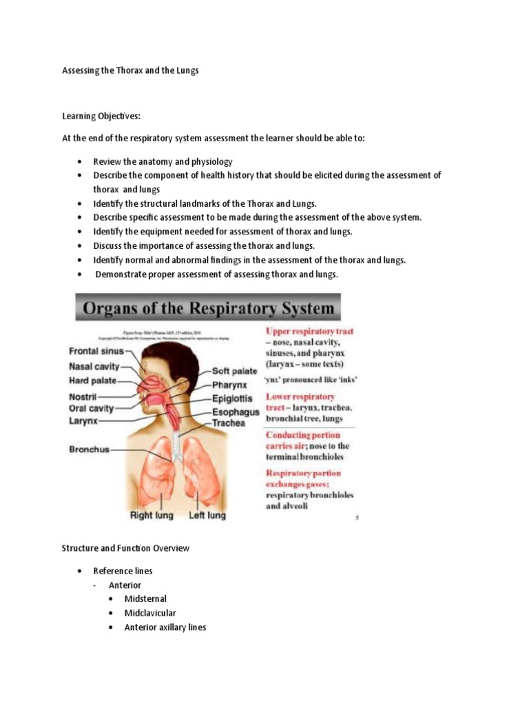 Thorax and Lungs Assessment Guide | PDF | Lung | Thorax