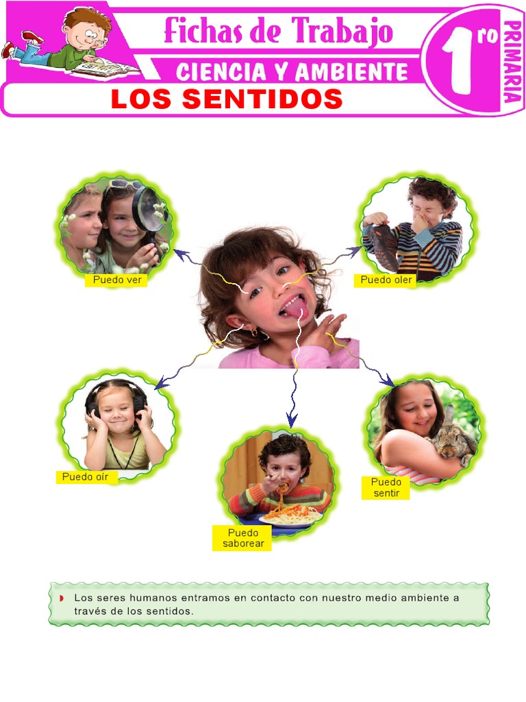 Los Sentidos para Primer Grado de Primaria | PDF | Ciencia cognitiva ...
