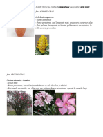 126570584-Plante-Floricole-Cultivate-La-Ghivece-Decorative-Prin-Flori