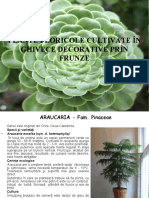 vdocuments.site_plante-floricole-cultivate-in-ghivece-decorative-prin-frunze