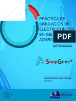 Práctica de Simulación de Electroforesis en Gel de Agarosa: Biotecnología