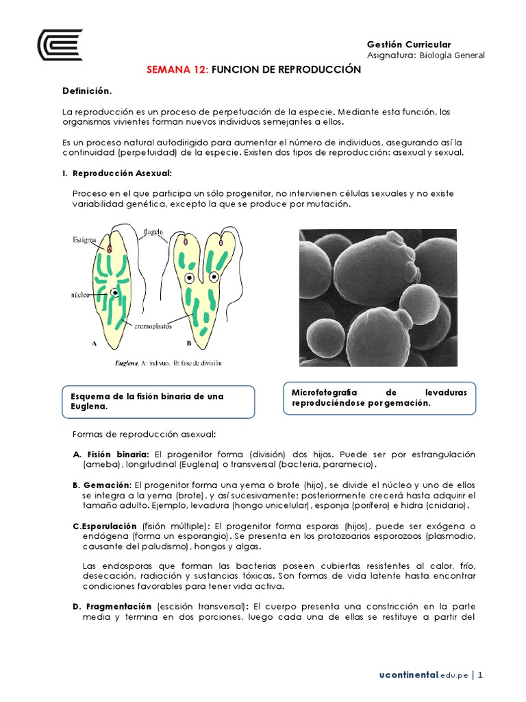 Reproducción: Asexual y Sexual en Biología | PDF | Flores | Sexo