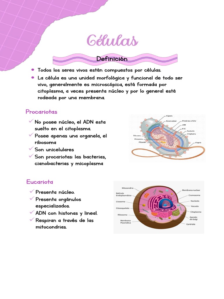 Estructura y Función de las Células | PDF | Biología Celular) | Nucleo ...