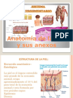 Anatomía de La Piel y Sus Anexos