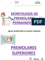 Morfologia de Premolares Permanentes