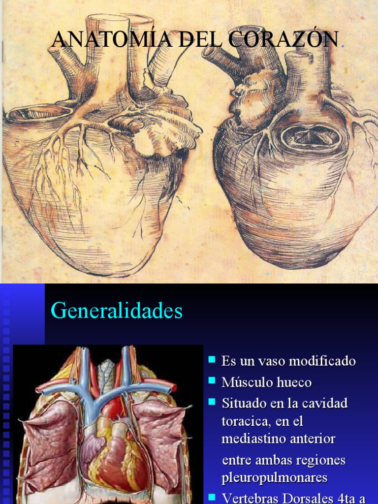 Anatomía del Corazón Humano | PDF | Corazón | Pulmón