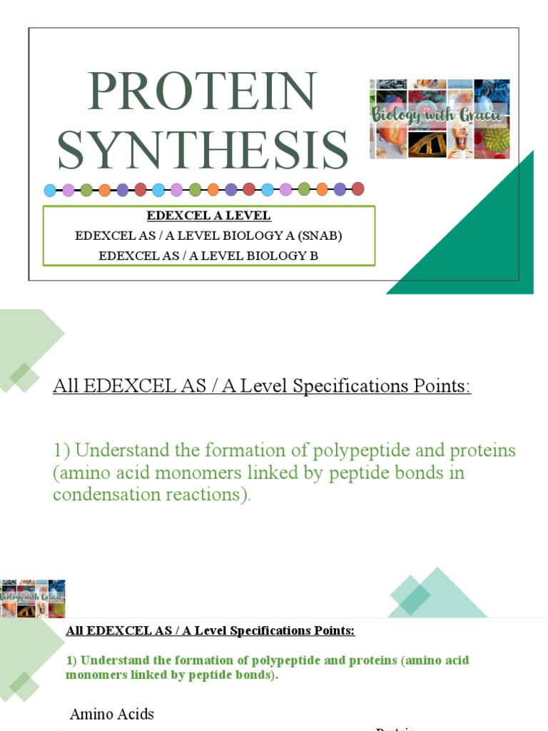 EDEXCEL A Level Protein Synthesis PDF Translation (Biology) Sense