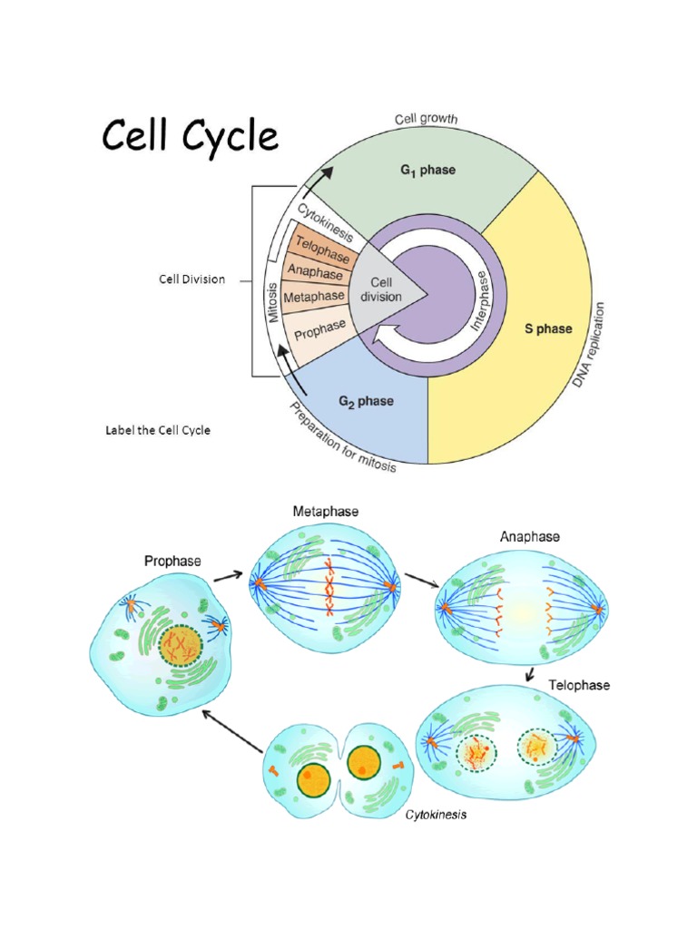 G1 Phase Biology Diagrams