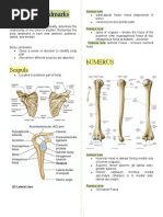 BONY Landmarks: Scapula Humerus