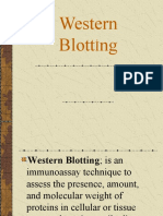 Westernblotting 5