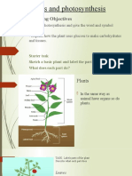 1 - Photosynthesis and Assimilation