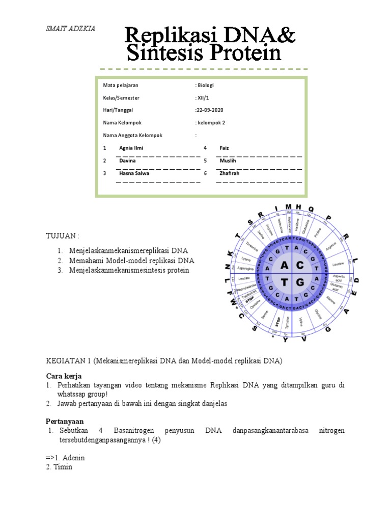 Mekanisme Replikasi DNA dan Sintesis Protein | PDF