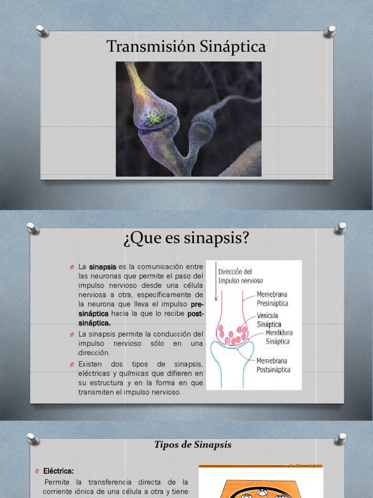 Tipos y Función de la Sinapsis Neuronal | PDF | Sinapsis | Neurona