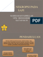 (2c) Marhamah Fadhillah (180210020083) - Teknik Nekropsi Pada Sapi