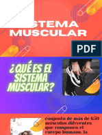 Sistema Muscular Ed Física
