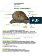 Anatomie Escargot