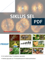 Siklus Sel