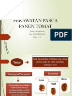 PERAWATAN PASCA PANEN TOMAT (Autosaved)