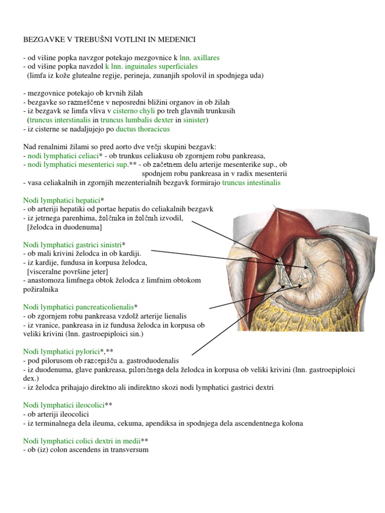 Limfa | Anatomie si fiziologie