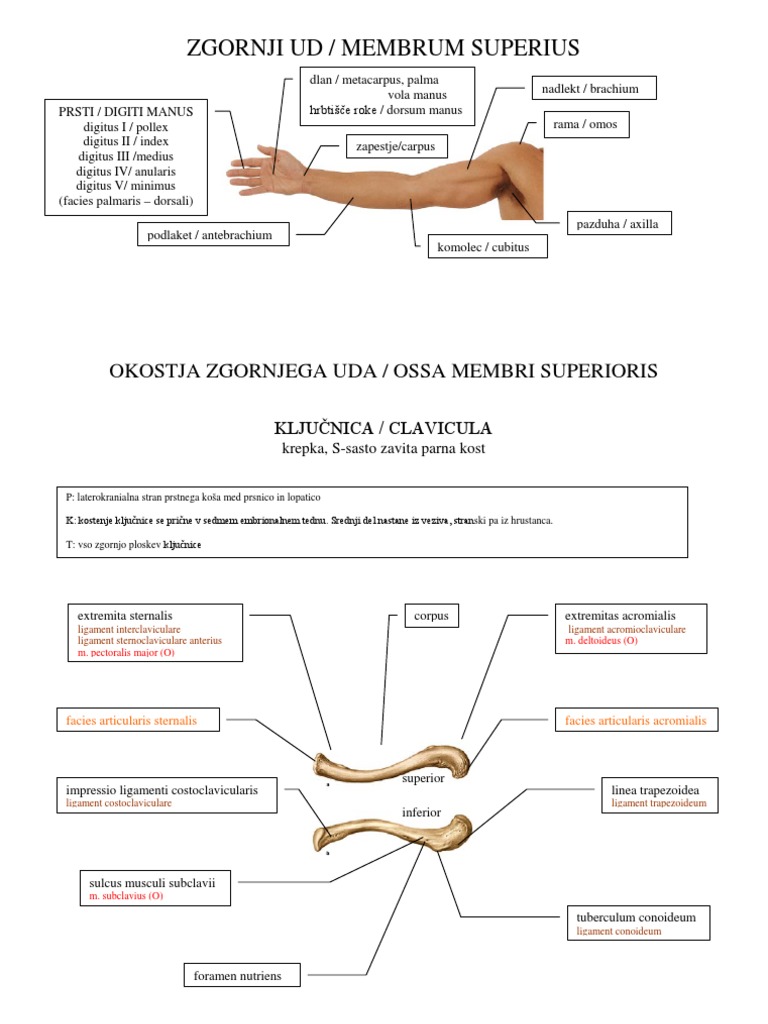 Roka | PDF