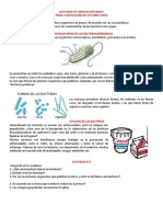 Actividad Bacterias