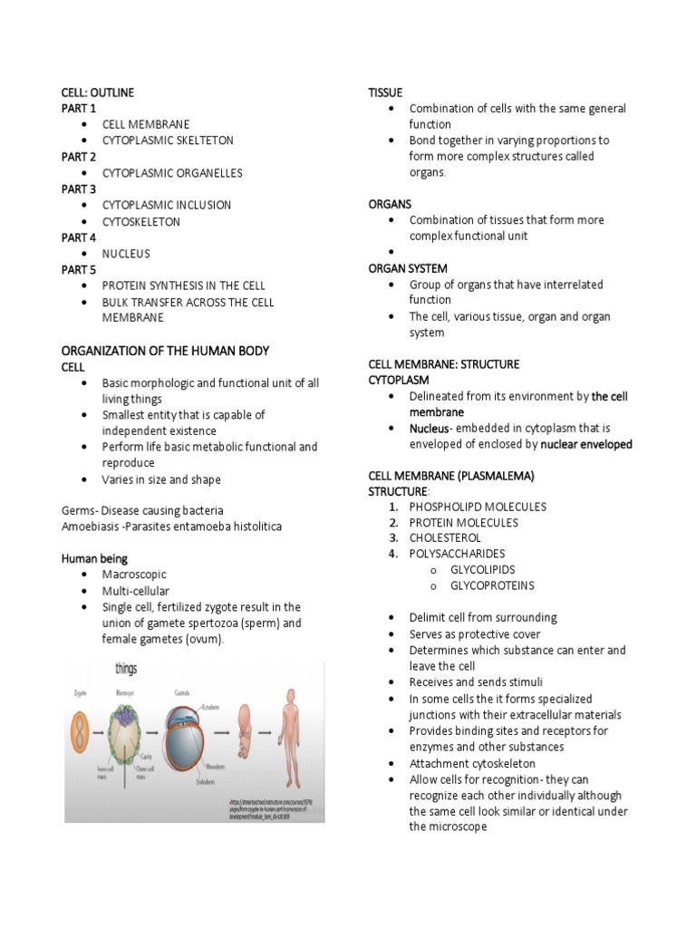 Cell - Histology Trans Part 1&2 | PDF | Endoplasmic Reticulum | Cell ...