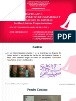 Práctica N 5 Bacillus MICRO TB