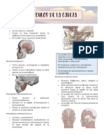 Musculos de Cabeza y Cuello