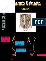 Laboratorio Urinario 20 Uréter