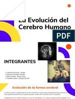 Evolución cerebral