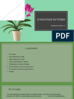 Комнатные растения Доминики1