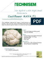 Cauliflower MAYA F1: A Short-Cycle Hybrid With High Heat Tolerance
