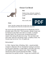Ocicat Cat Breed: The Ocicat Is The Only Spotted Domestic Breed