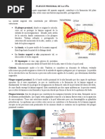 Anatomía de La Uña y Sus Partes | PDF | Clavo (anatomía) | Sistema ...