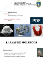 Larvas de Moluscos