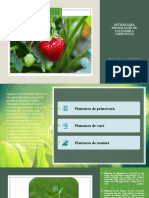 Optimizarea tehnologiei de cultivare a căpșunului
