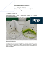 Lab Morfosiologia Vegetal