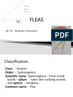 Fleas: by Dr. Mukoko Dunstan