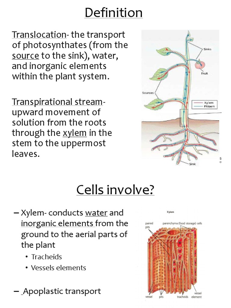 Translocation | PDF