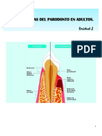 Caracteristicas Del Parodonto