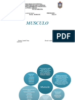 5 Musculo (Mapa Panal) Corte II