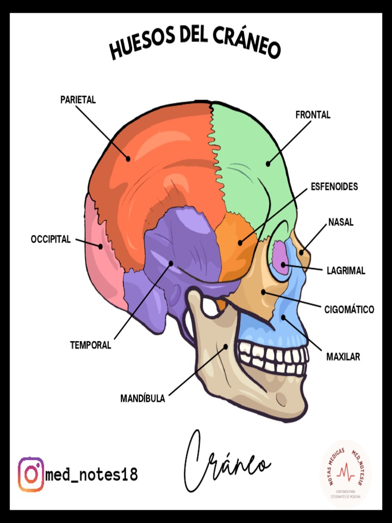 Huesos Del Cráneo | PDF | Cráneo | Anatomía, image size:768x1024