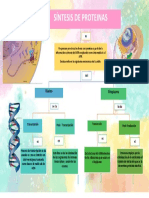 Mapa Conceptual Síntesis de Proteinas