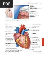 Heart Anatomy and Circulation Worksheet | PDF | Atrium (Heart) | Heart