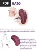 Cara Diafragmática del Bazo | PDF | Bazo | Abdomen