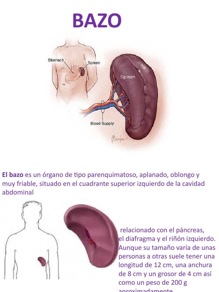 Descripción anatómica y funcional del bazo | PDF