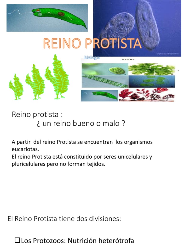 Características del Reino Protista | PDF
