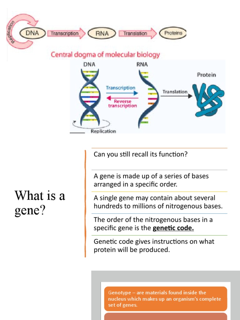 CENTRAL DOGMA | PDF | Messenger Rna | Dna