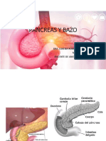 Pancreas y Bazo